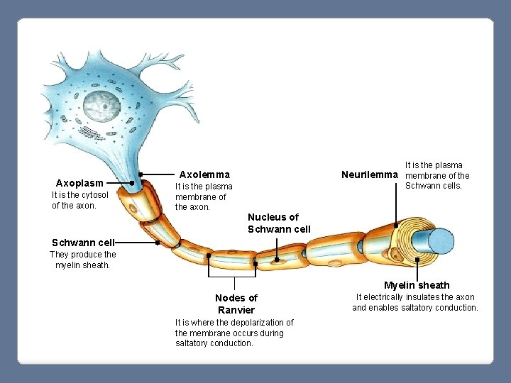 Axoplasm It is the cytosol of the axon. It is the plasma Axolemma It