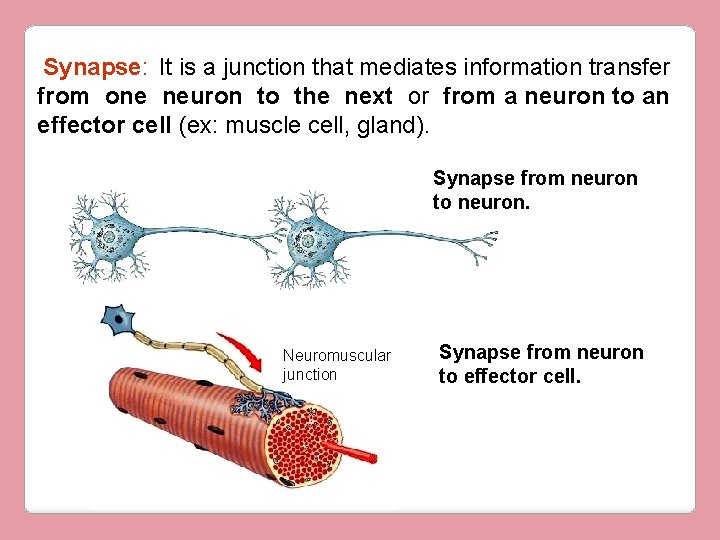 Synapse: It is a junction that mediates information transfer from one neuron to the