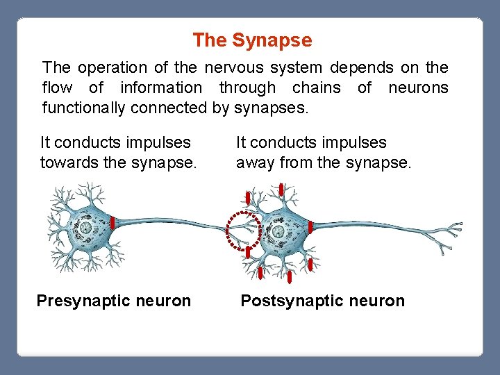 The Synapse The operation of the nervous system depends on the flow of information