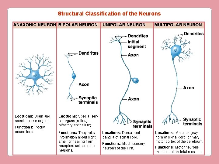 Structural Classification of the Neurons Locations: Brain and special sense organs. Functions: Poorly understood.