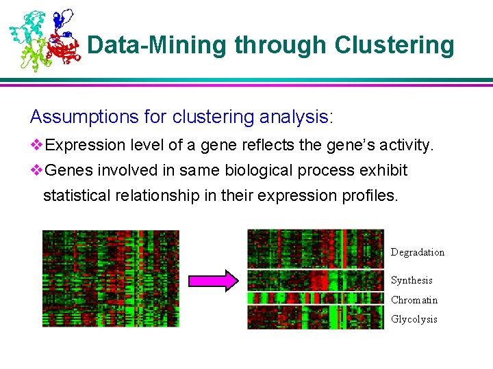 Data-Mining through Clustering Assumptions for clustering analysis: v. Expression level of a gene reflects