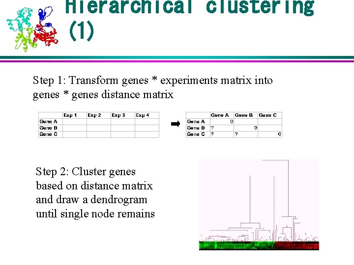 Hierarchical clustering (1) Step 1: Transform genes * experiments matrix into genes * genes