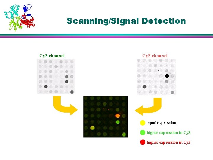 Scanning/Signal Detection Cy 3 channel Cy 5 channel equal expression higher expression in Cy