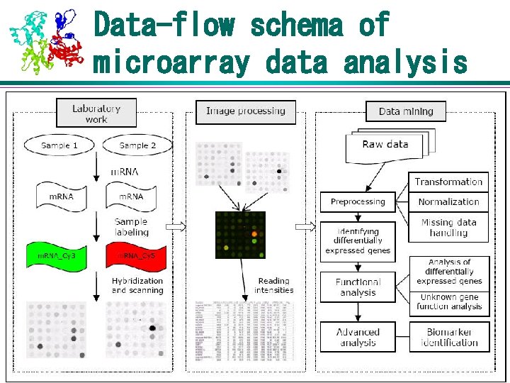 Data-flow schema of microarray data analysis 