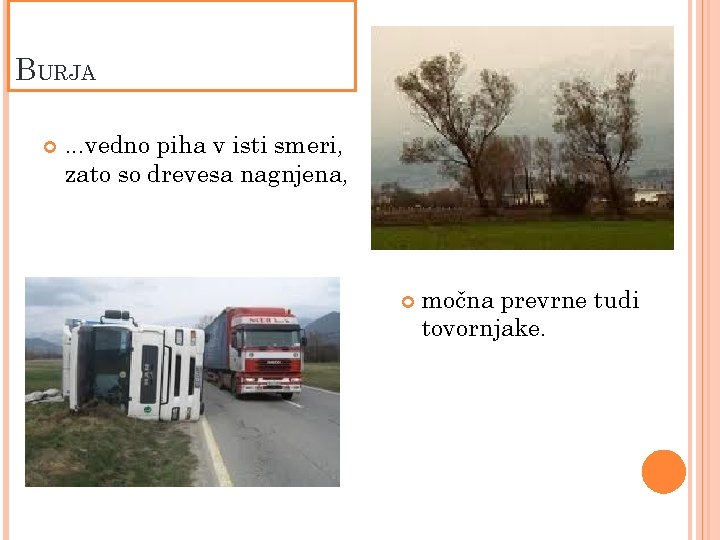 BURJA . . . vedno piha v isti smeri, zato so drevesa nagnjena, močna