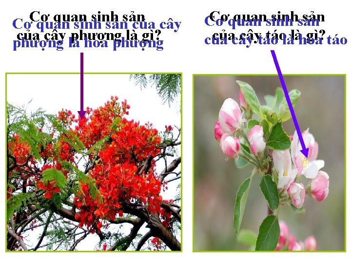 Cơ quan sinh sản của cây phượng là gì? phượng là hoa phượng Cơquansinhsản