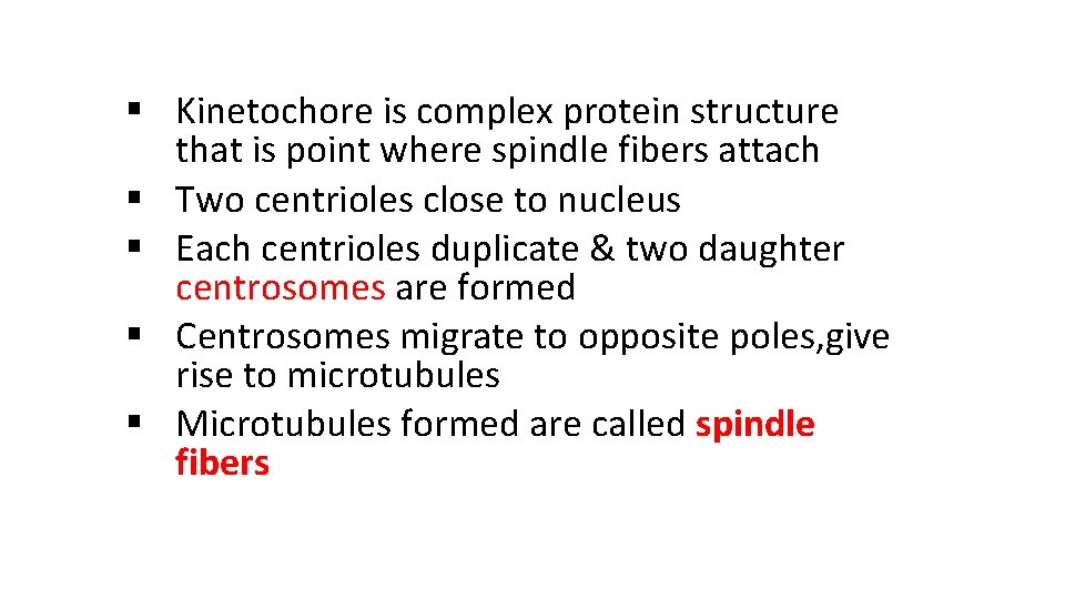 § Kinetochore is complex protein structure that is point where spindle fibers attach §