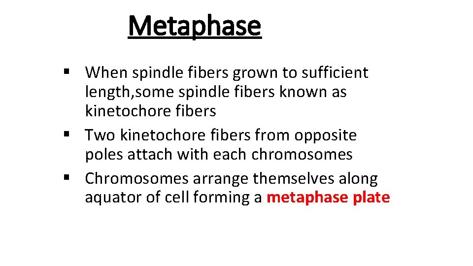 Metaphase § When spindle fibers grown to sufficient length, some spindle fibers known as