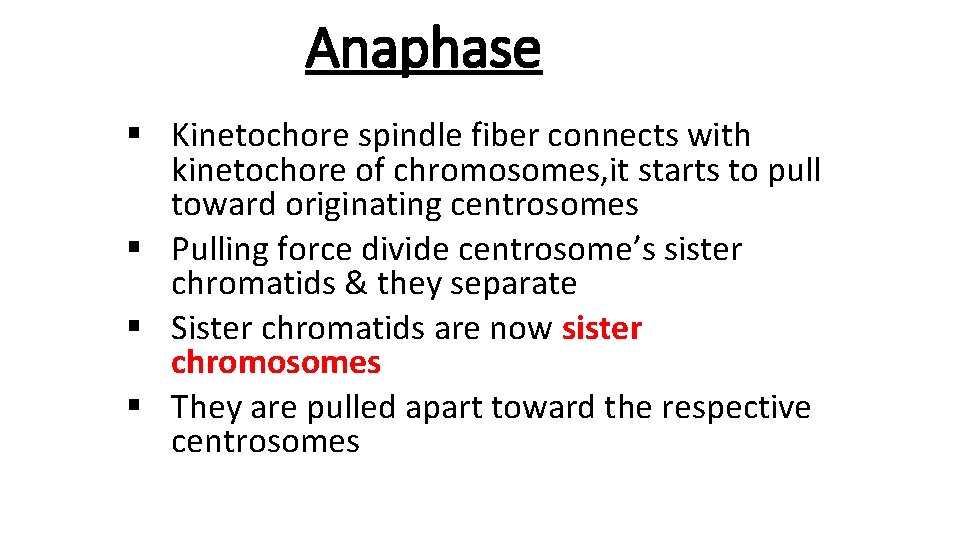 Anaphase § Kinetochore spindle fiber connects with kinetochore of chromosomes, it starts to pull