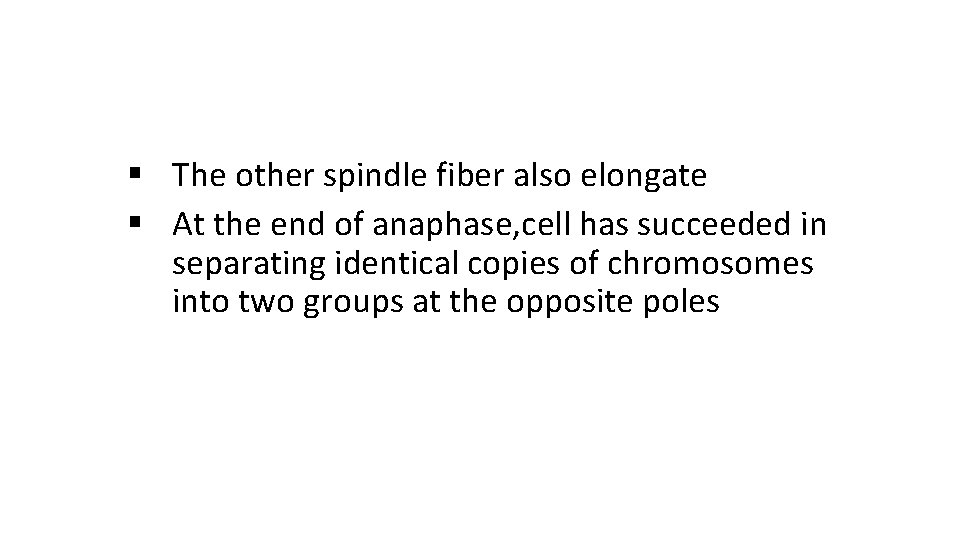§ The other spindle fiber also elongate § At the end of anaphase, cell