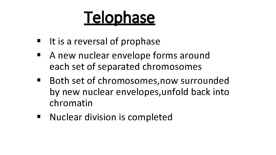 Telophase § It is a reversal of prophase § A new nuclear envelope forms
