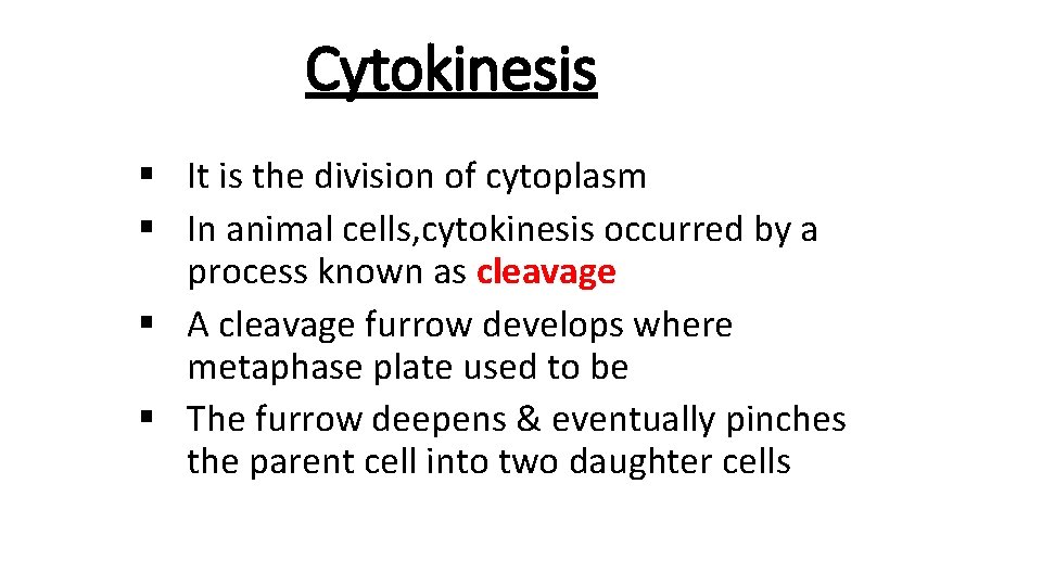 Cytokinesis § It is the division of cytoplasm § In animal cells, cytokinesis occurred