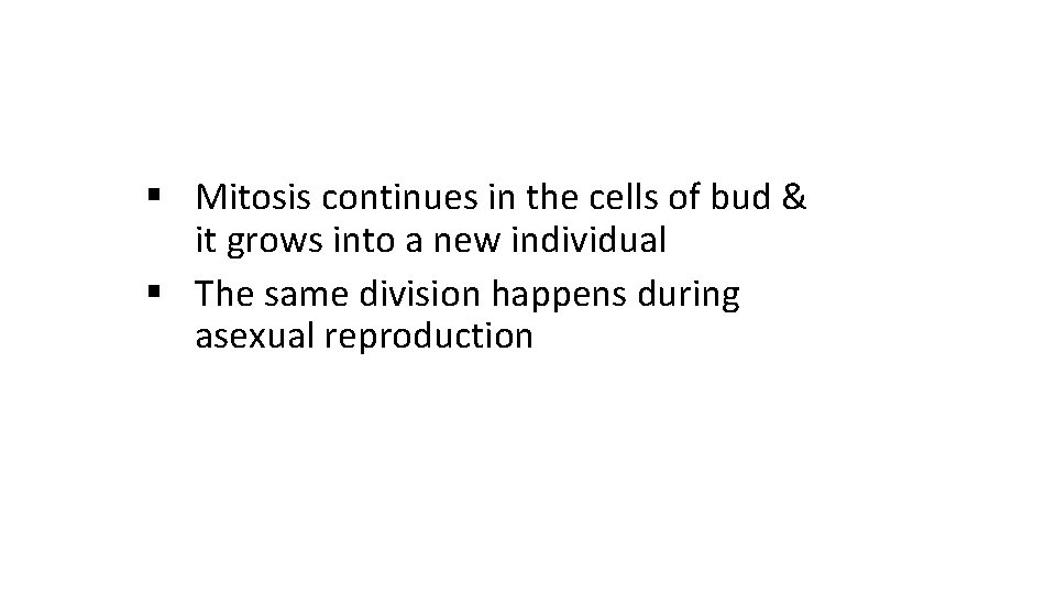 § Mitosis continues in the cells of bud & it grows into a new