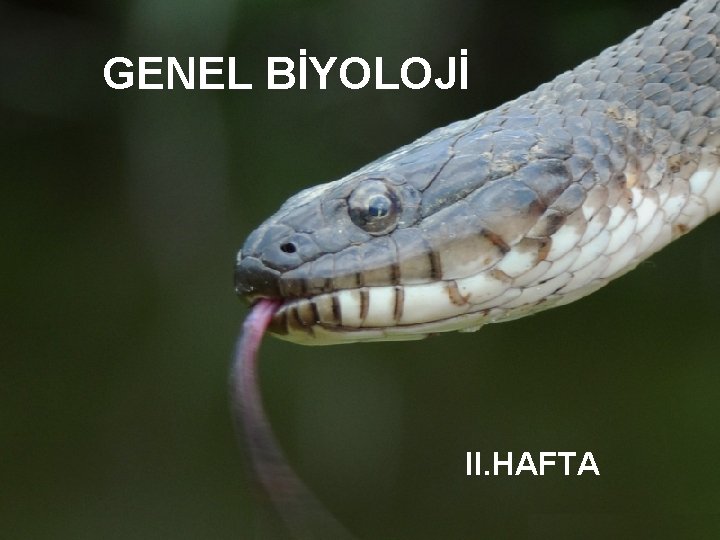 GENEL BİYOLOJİ II. HAFTA 