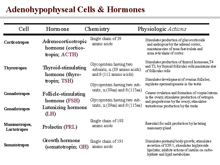 Adenohypophyseal Cells & Hormones Cell Corticotropes Thyrotropes Gonadotropes Hormone Chemistry Adrenocorticotropic hormone (corticotropin; ACTH)