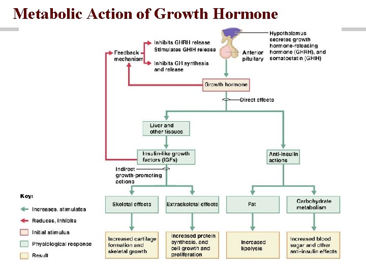 Metabolic Action of Growth Hormone 