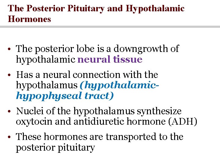 The Posterior Pituitary and Hypothalamic Hormones • The posterior lobe is a downgrowth of