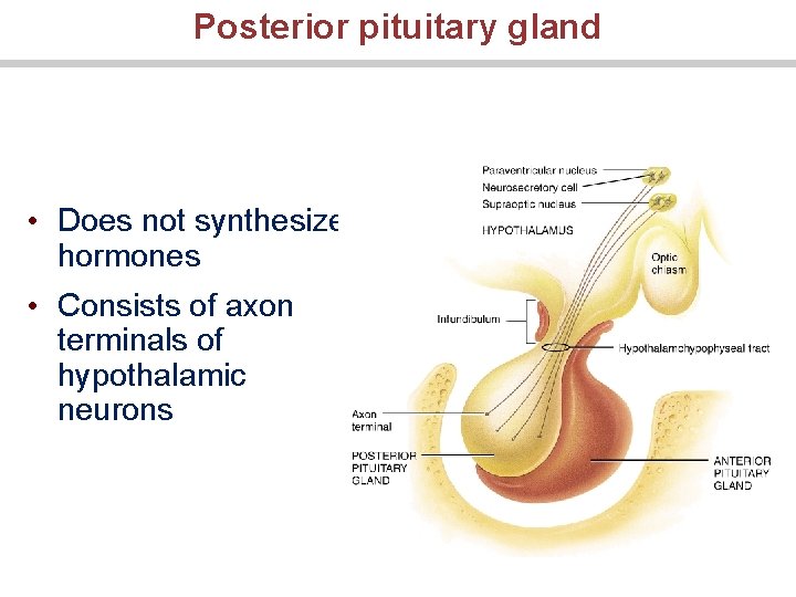 Posterior pituitary gland • Does not synthesize hormones • Consists of axon terminals of
