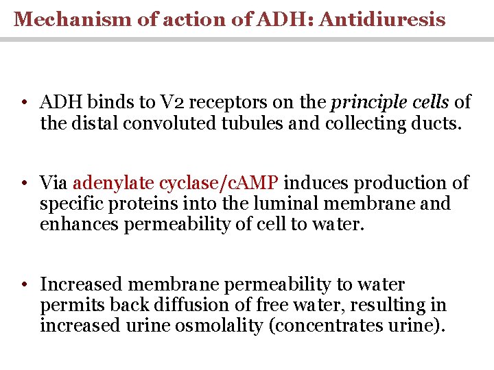 Mechanism of action of ADH: Antidiuresis • ADH binds to V 2 receptors on