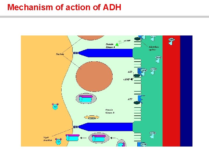 Mechanism of action of ADH 