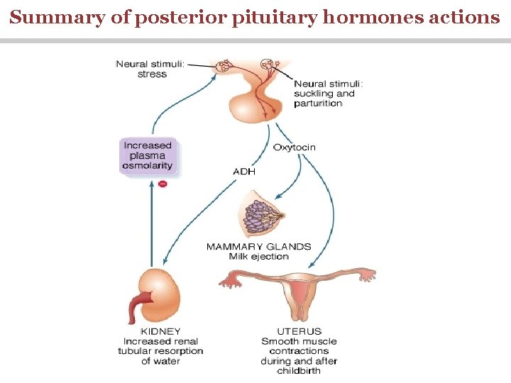 Summary of posterior pituitary hormones actions 