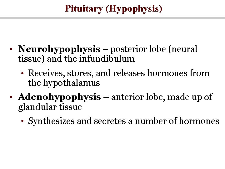Pituitary (Hypophysis) • Neurohypophysis – posterior lobe (neural tissue) and the infundibulum • Receives,