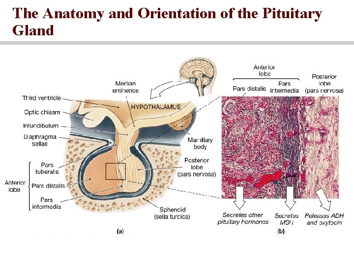 The Anatomy and Orientation of the Pituitary Gland 