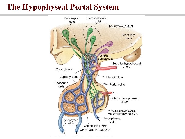 The Hypophyseal Portal System 