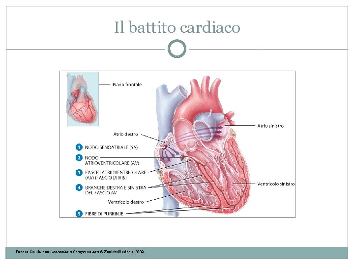 Il battito cardiaco Tortora, Derrickson Conosciamo il corpo umano © Zanichelli editore 2009 Il battito cardiaco Tortora, Derrickson Conosciamo il corpo umano © Zanichelli editore 2009