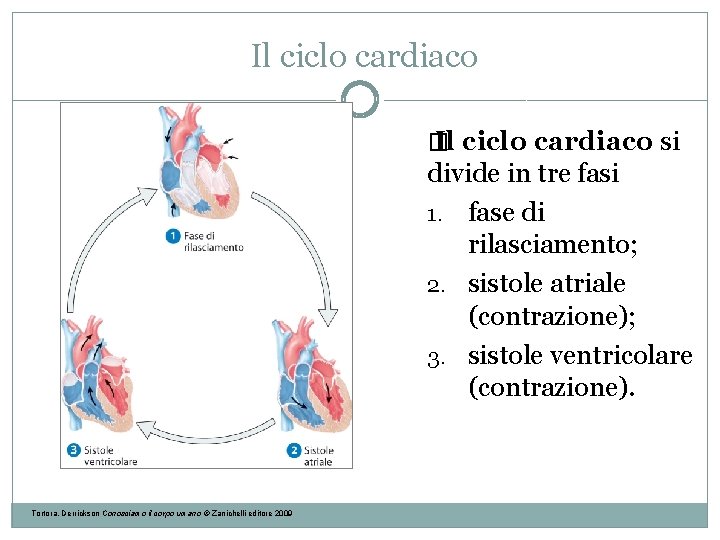 Il ciclo cardiaco � Il ciclo cardiaco si divide in tre fasi 1. fase Il ciclo cardiaco � Il ciclo cardiaco si divide in tre fasi 1. fase