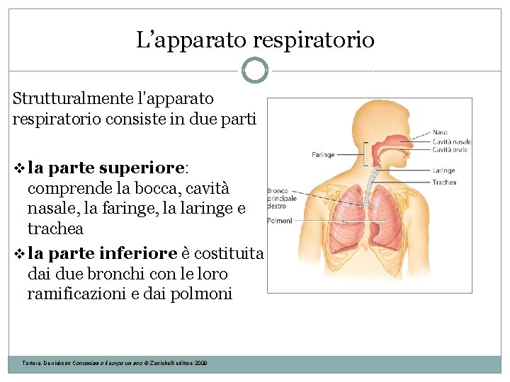L’apparato respiratorio Strutturalmente l’apparato respiratorio consiste in due parti v la parte superiore: comprende L’apparato respiratorio Strutturalmente l’apparato respiratorio consiste in due parti v la parte superiore: comprende