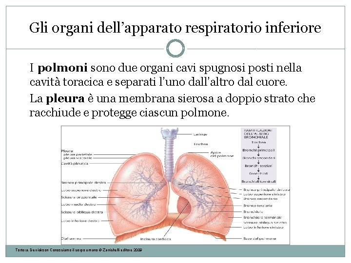 Gli organi dell’apparato respiratorio inferiore I polmoni sono due organi cavi spugnosi posti nella Gli organi dell’apparato respiratorio inferiore I polmoni sono due organi cavi spugnosi posti nella