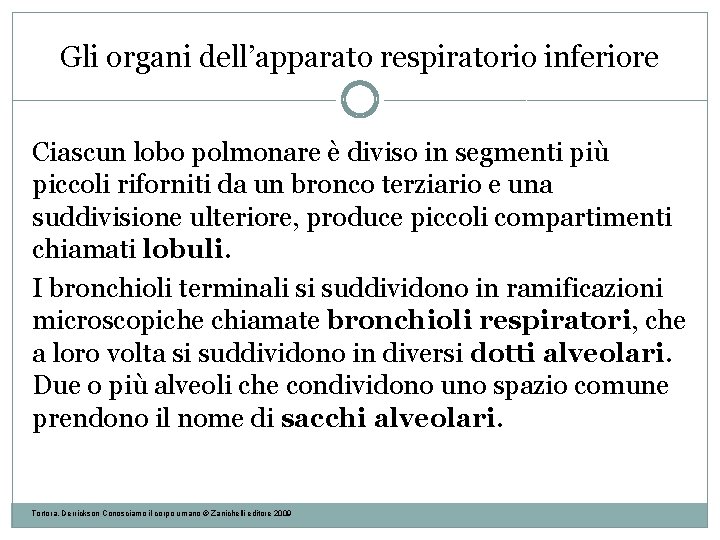 Gli organi dell’apparato respiratorio inferiore Ciascun lobo polmonare è diviso in segmenti più piccoli Gli organi dell’apparato respiratorio inferiore Ciascun lobo polmonare è diviso in segmenti più piccoli