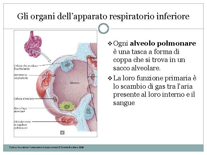 Gli organi dell’apparato respiratorio inferiore v Ogni alveolo polmonare è una tasca a forma Gli organi dell’apparato respiratorio inferiore v Ogni alveolo polmonare è una tasca a forma
