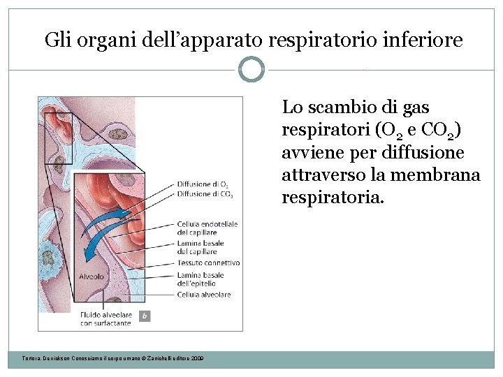 Gli organi dell’apparato respiratorio inferiore Lo scambio di gas respiratori (O 2 e CO Gli organi dell’apparato respiratorio inferiore Lo scambio di gas respiratori (O 2 e CO