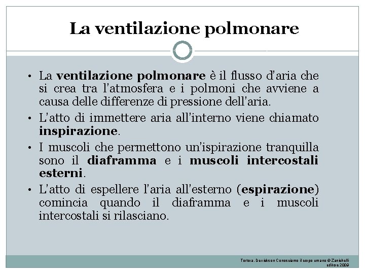 La ventilazione polmonare • La ventilazione polmonare è il flusso d’aria che si crea La ventilazione polmonare • La ventilazione polmonare è il flusso d’aria che si crea