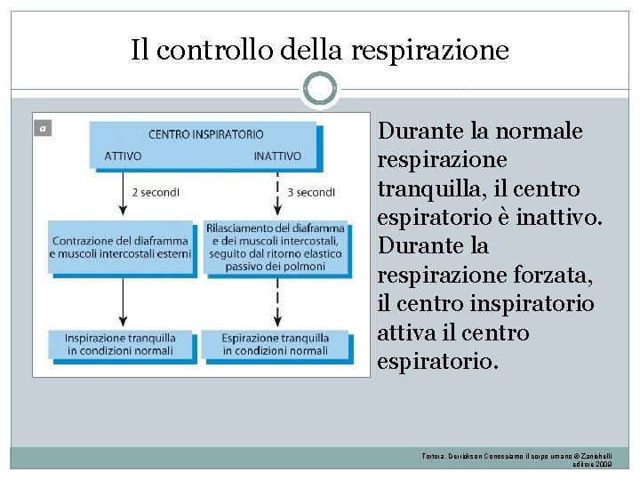 Il controllo della respirazione Durante la normale respirazione tranquilla, il centro espiratorio è inattivo. Il controllo della respirazione Durante la normale respirazione tranquilla, il centro espiratorio è inattivo.