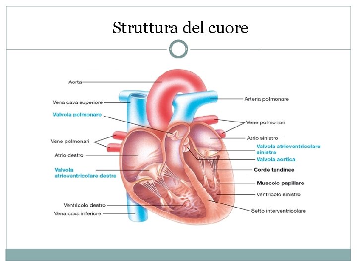 Struttura del cuore Struttura del cuore