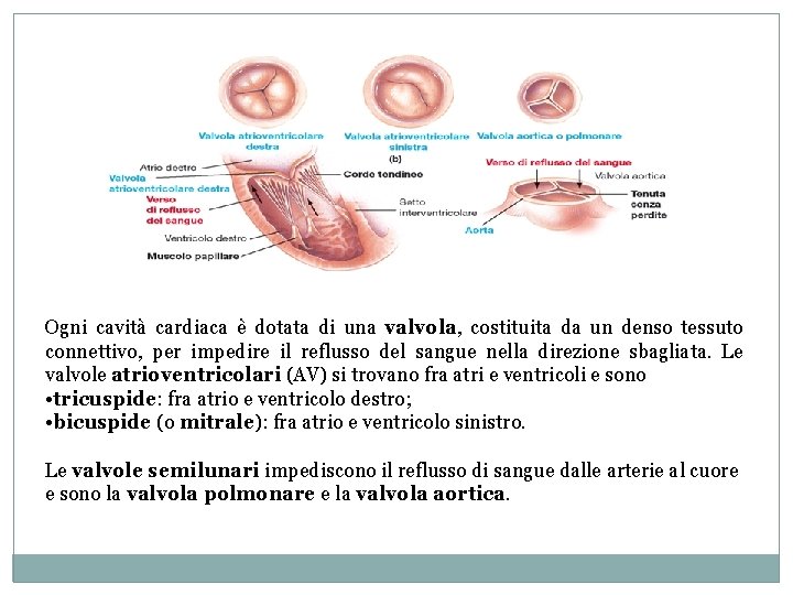 Ogni cavità cardiaca è dotata di una valvola, costituita da un denso tessuto connettivo, Ogni cavità cardiaca è dotata di una valvola, costituita da un denso tessuto connettivo,