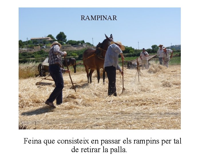 RAMPINAR Feina que consisteix en passar els rampins per tal de retirar la palla.