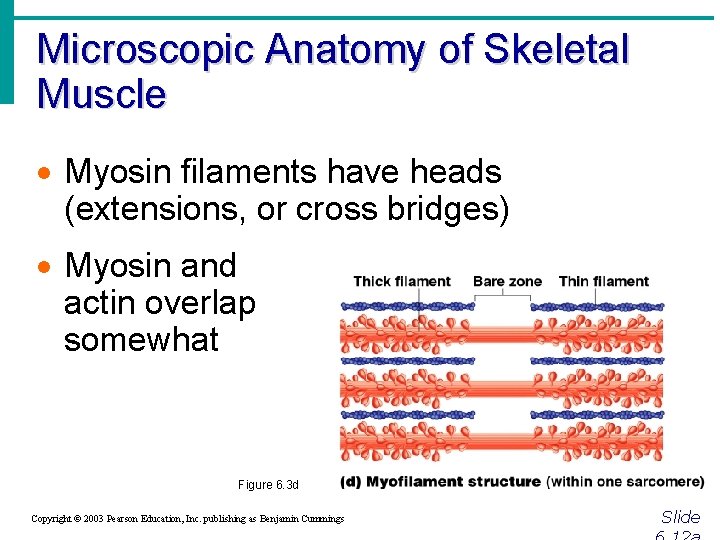Microscopic Anatomy of Skeletal Muscle · Myosin filaments have heads (extensions, or cross bridges)