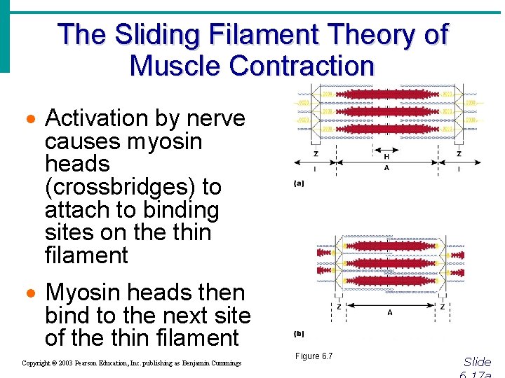 The Sliding Filament Theory of Muscle Contraction · Activation by nerve causes myosin heads