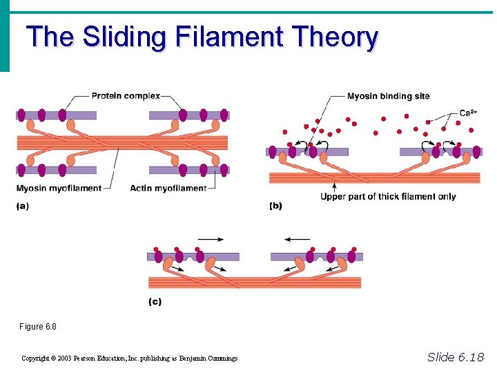 The Sliding Filament Theory Figure 6. 8 Copyright © 2003 Pearson Education, Inc. publishing