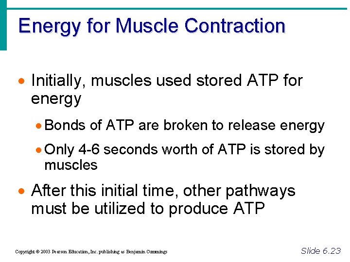Energy for Muscle Contraction · Initially, muscles used stored ATP for energy · Bonds