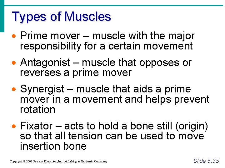 Types of Muscles · Prime mover – muscle with the major responsibility for a