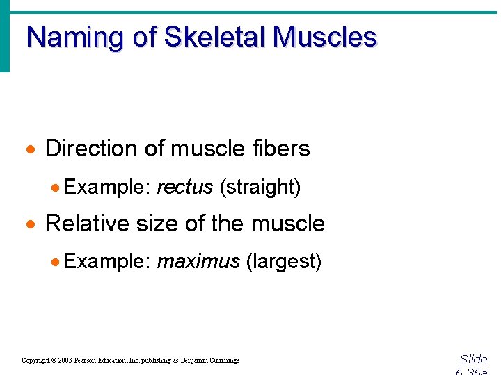 Naming of Skeletal Muscles · Direction of muscle fibers · Example: rectus (straight) ·