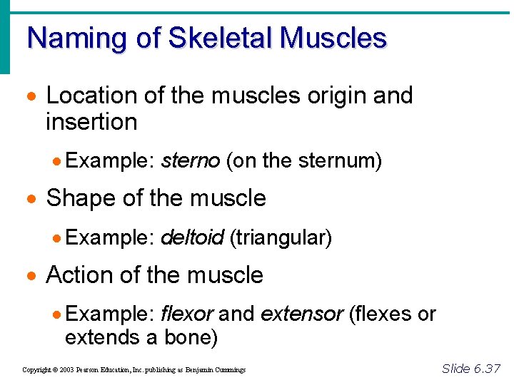 Naming of Skeletal Muscles · Location of the muscles origin and insertion · Example: