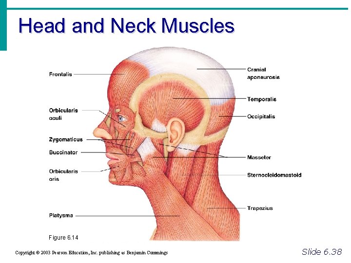 Head and Neck Muscles Figure 6. 14 Copyright © 2003 Pearson Education, Inc. publishing