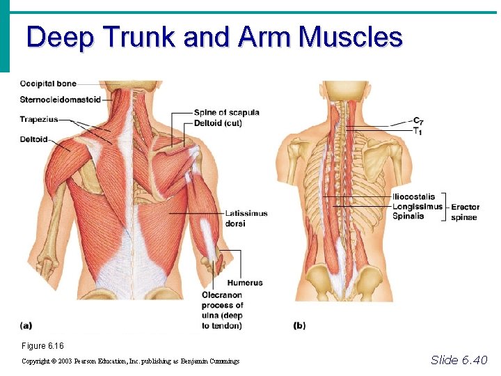 Deep Trunk and Arm Muscles Figure 6. 16 Copyright © 2003 Pearson Education, Inc.
