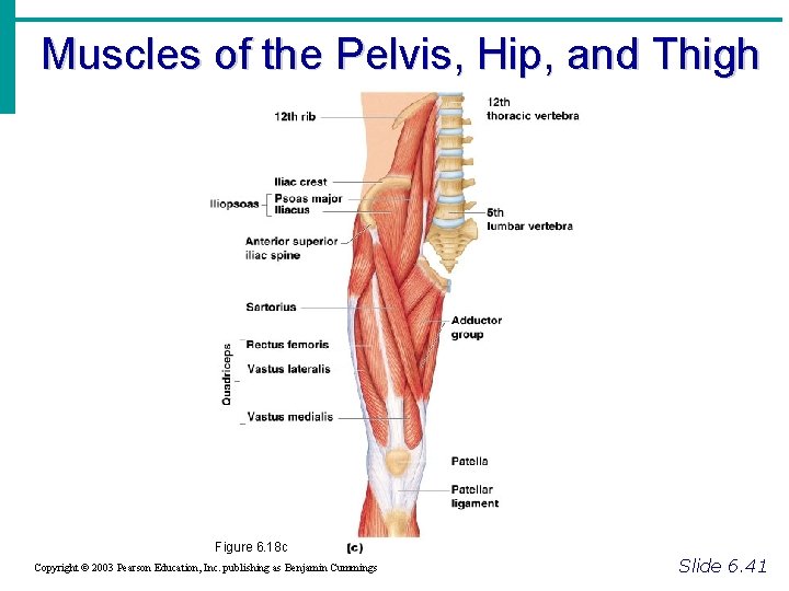 Muscles of the Pelvis, Hip, and Thigh Figure 6. 18 c Copyright © 2003